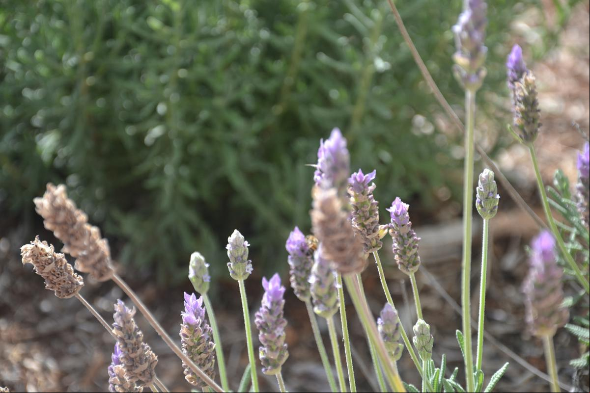 Lavanda, símbolo do município, também é afetada Lavanda, símbolo do município, também é afetada