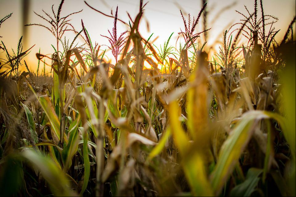 Fonte: EXAME Agro