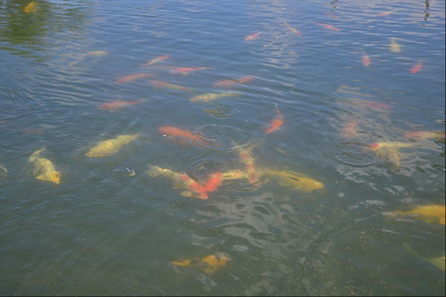 Carpa Nishikigoi é uma das variedades com maior valor e qualidade