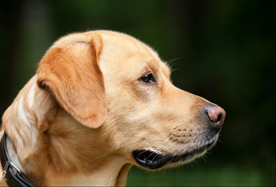 O melhor para seu animal de estimação