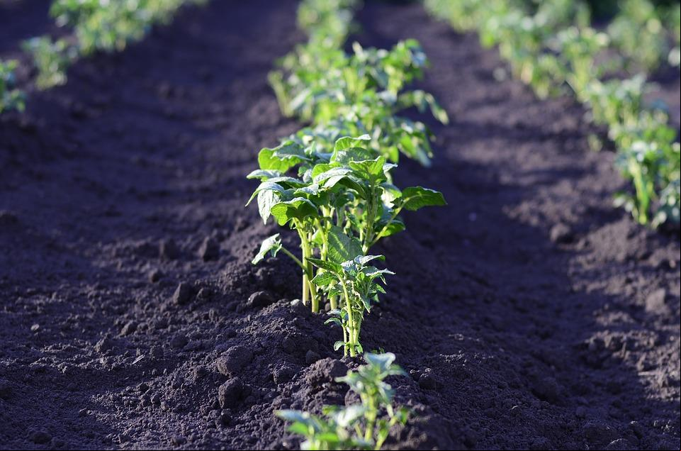Agricultores devem ficar atentos aos prazos