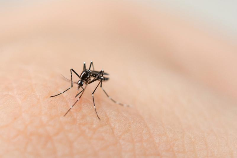 Um dos projetos trata de recurso para combate à dengue